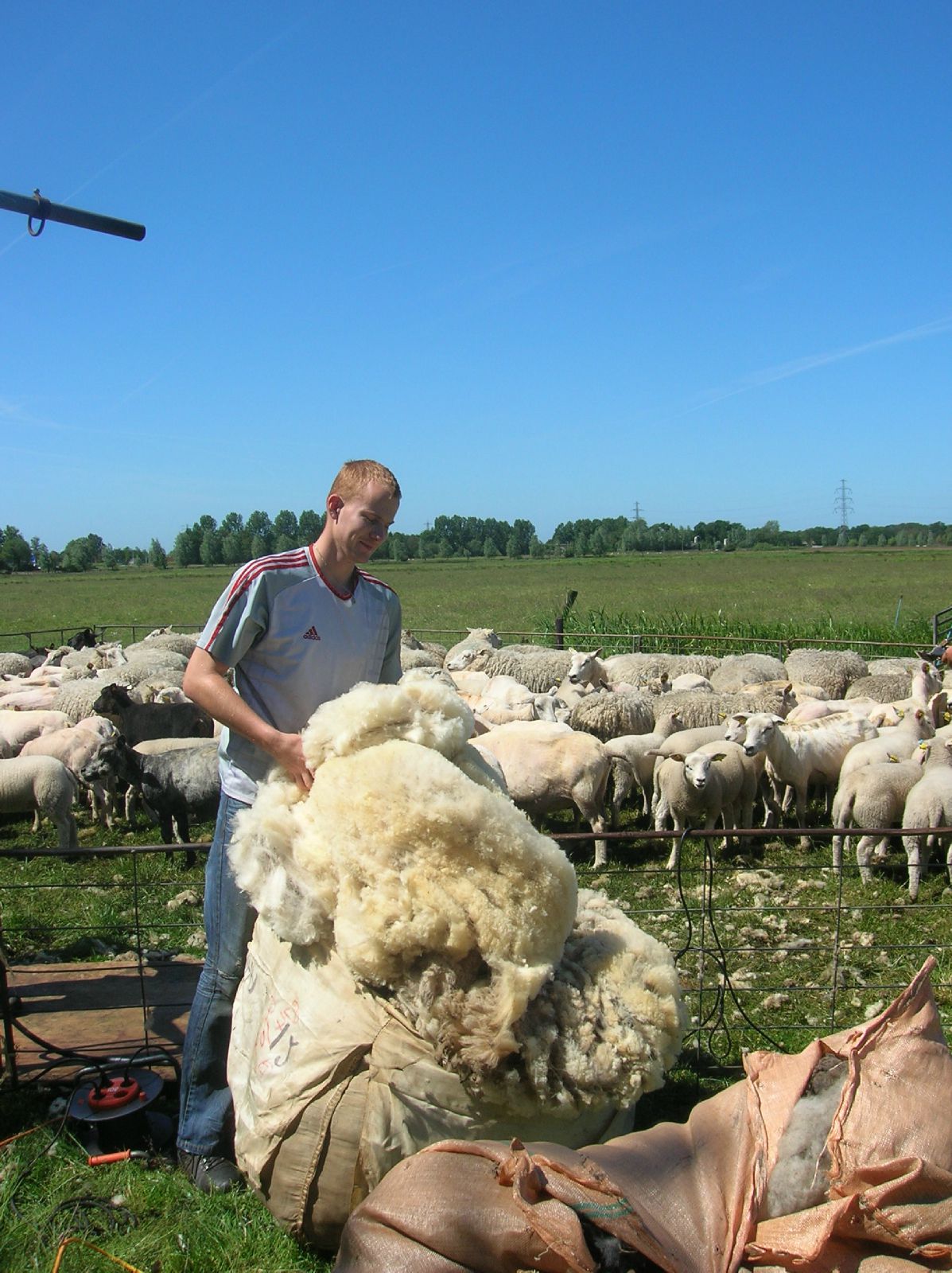 Schapen Scheren Archives De Groote